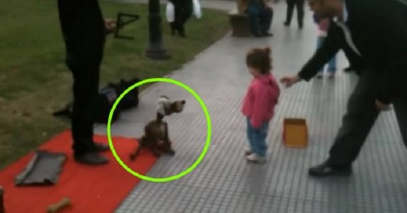 Den lilla flickan vill leka med hunden. Men titta noga – för det är i själva verket INTE en hund!
