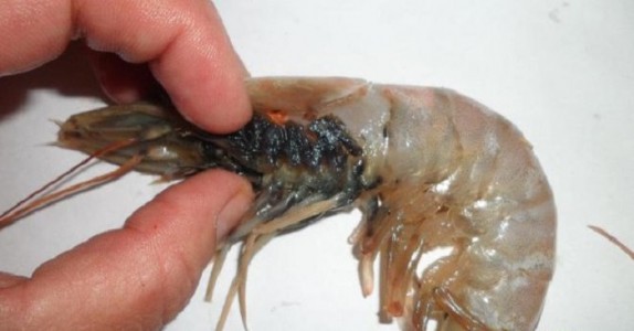 Skaldjur från Asien kan innehålla avföring från grisar och antibiotika! Så här ser du om det är säkert!