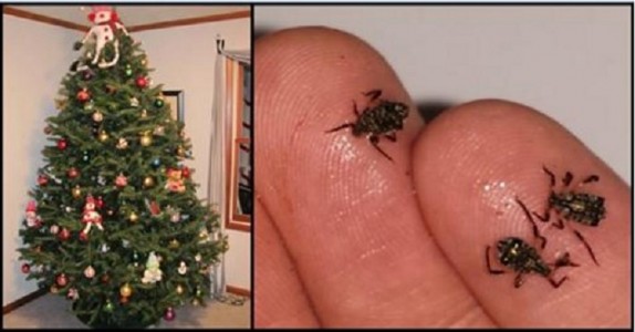 Din julgran är mest sannolikt full med insekter! USCH vad hemskt!